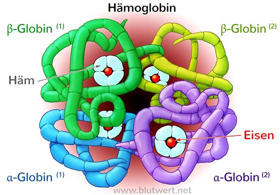 Hämoglobin Aufbau