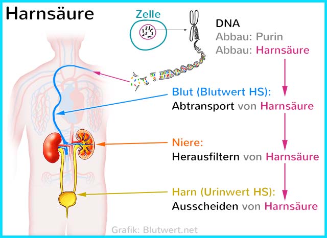 Harnsäure: Abbauprodukt von Purin (Nukleinsäure)