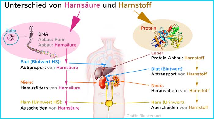 Harnstoff und Harnsäure: Unterschied