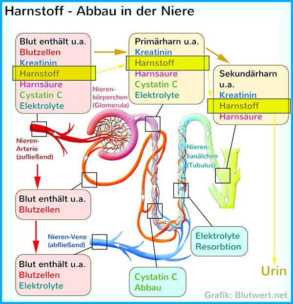Harnstoff-Abbau in der Niere
