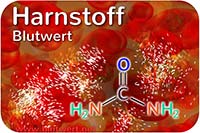 Harnstoff (Blutwert)