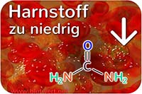 Laborwert Harnstoff vermindert, zu niedrig