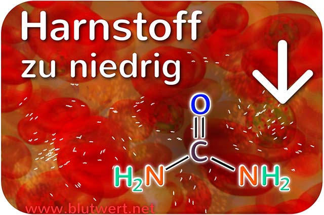 Harnstoff (Blutwert) vermindert / zu niedrig
