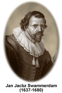 Portrait von Jan Swammerdam