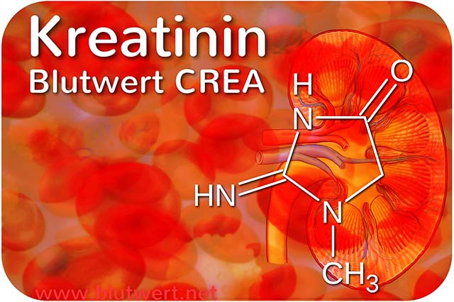 Kreatinin (Blutwert KREA / CREA)