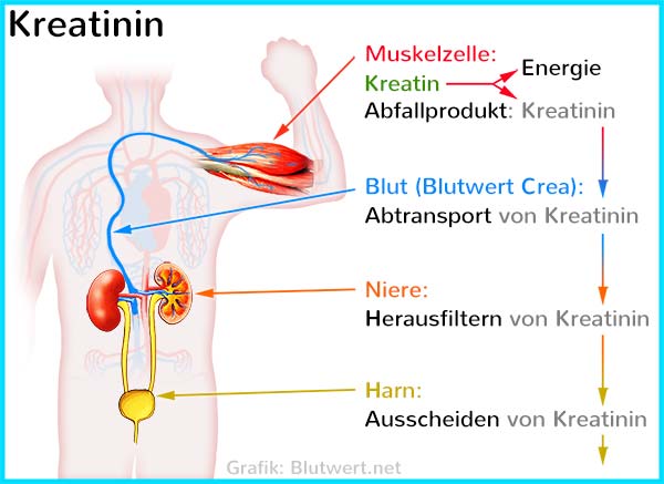 Kreatinin Erklärung
