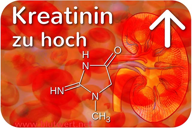 Kreatinin (Blutwert KREA / CREA) erhöht / zu hoch