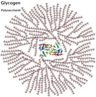 Glycogen: Struktur