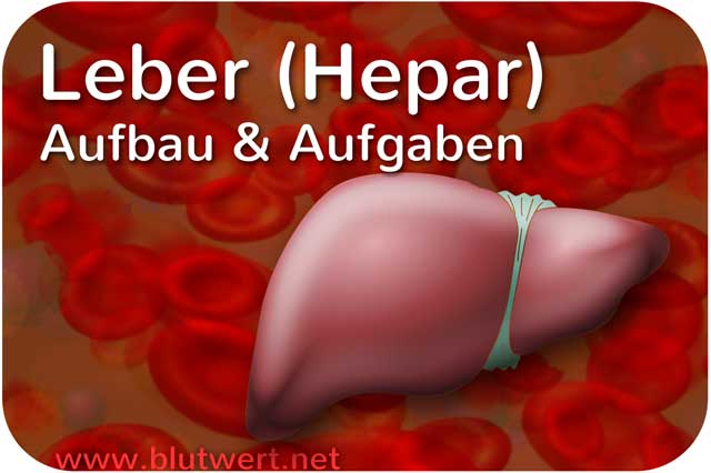 Leber: Aufbau, Aufgaben