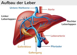 Aufbau der Leber