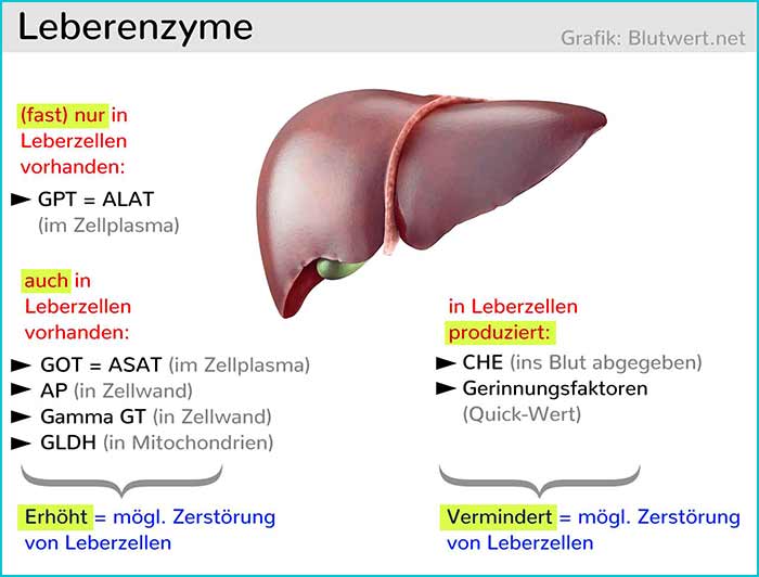 Leberenzyme Überblick