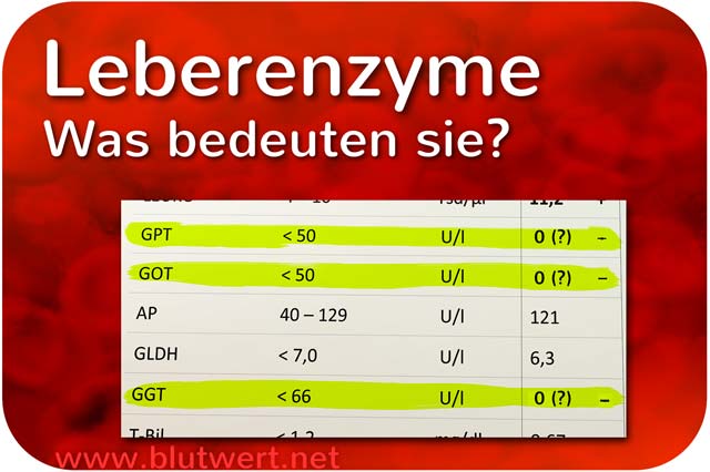 Leberenzyme - Werte