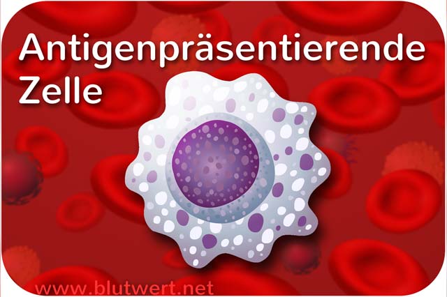 Antigenpräsentierende Zelle