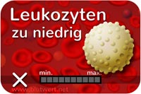 Zu wenig Leukozyten, Blutwert Leuko vermindert, zu niedrig