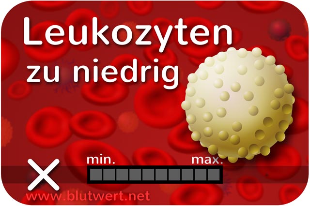 Zu wenig Leukozyten, Blutwert Leuko vermindert, zu niedrig