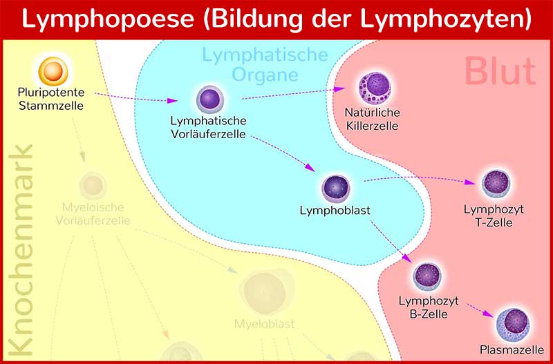 Lymphopoese: Bildung der Lymphozyten