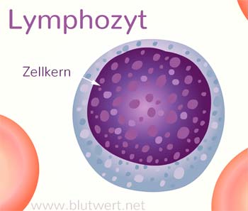 Lymphozyt Aufbau