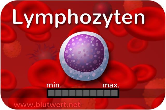 Lymphozyten