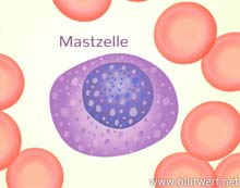 Mastzelle (Mastozyt)