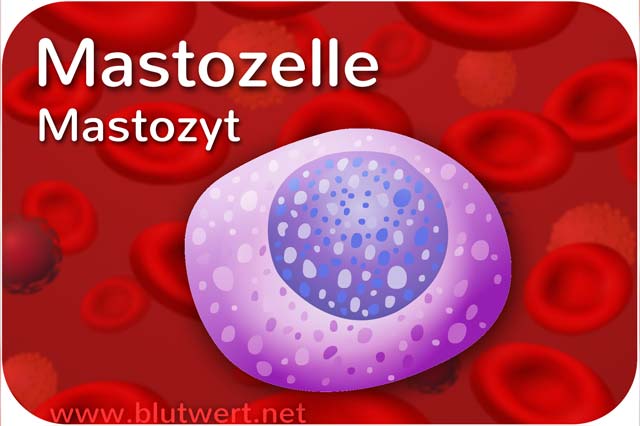 Mastzelle / Mastozyt (Blut)