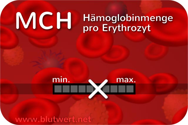 Blutwert Hämoglobinmenge (MCH)