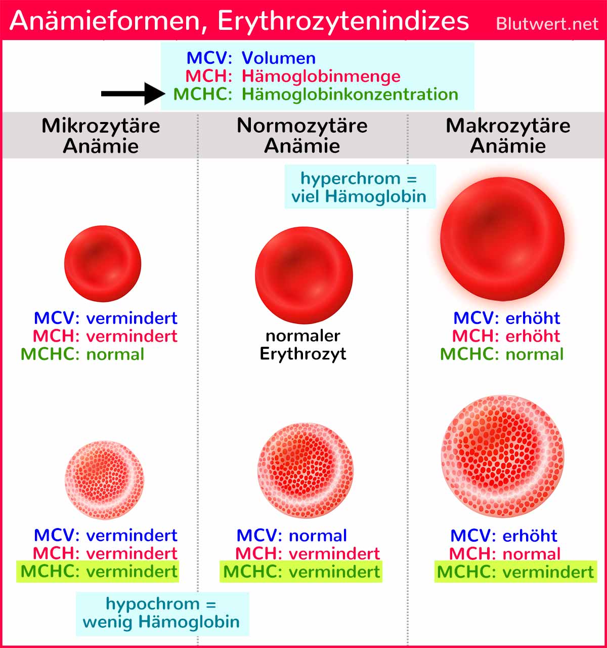 Blasses Blut Blutwert MCHC Vermindert Durchschnittliche 