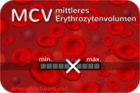 Blutwert Mittleres Erythrozyteneinzelvolumen (MCV)