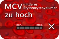 Erythrozytenvolumen (MCV) erhöht, zu hoch