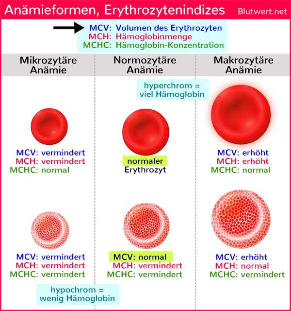 MCV-Wert: Erythrozytenindex