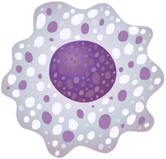 Makrophage