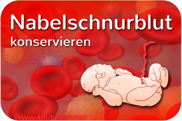 Nabelschnurblut konservieren