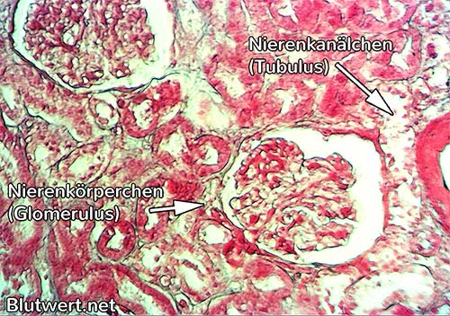 Nephron, mikroskopische Aufnahme