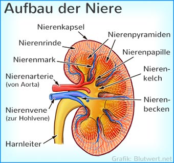 Aufbau der Niere