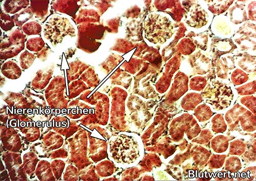 Niere unter dem Mikroskop