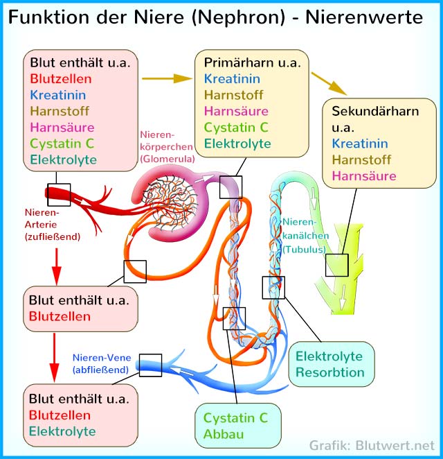 Nierenwerte: Filterfunktion der Niere