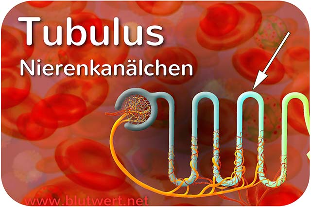 Nierenkanälchen (Tubulus)