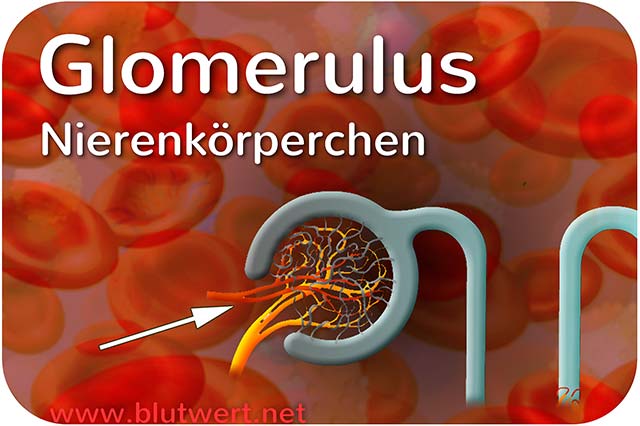 Nierenkörperchen (Glomerulus)