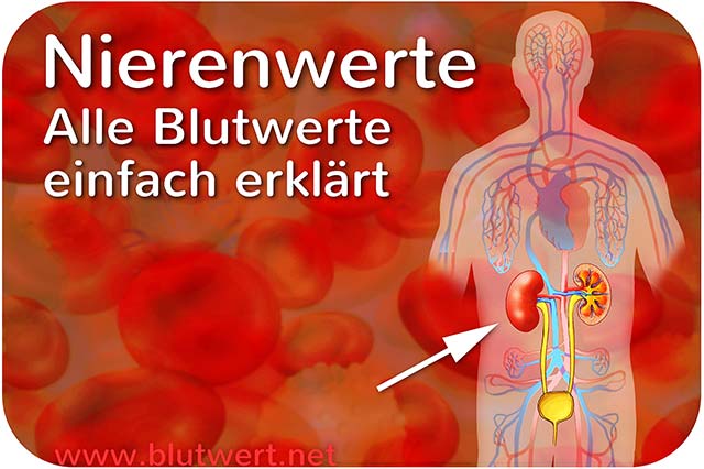Nierenwerte (Blutwerte) einfach erklärt