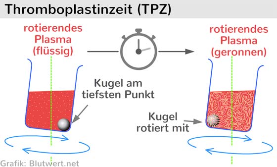 Thromboplastinzeit (TPZ)