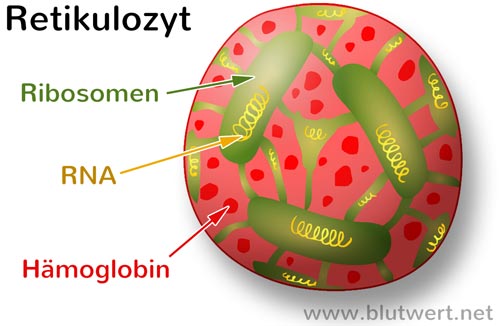 Retikulozyt