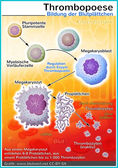 Thrombopoese: Bildung der Thrombozyten