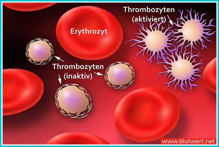 Thrombozyten Aufbau und Funktion
