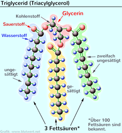 Triglycerid (Triacylglycerol)