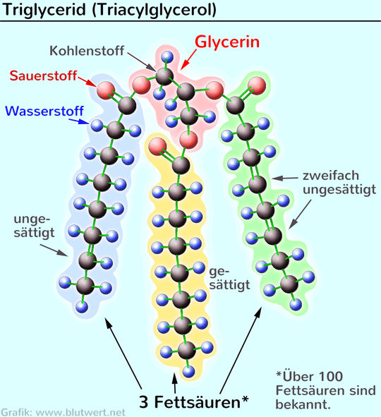 Triglycerid (Strukturmodell)