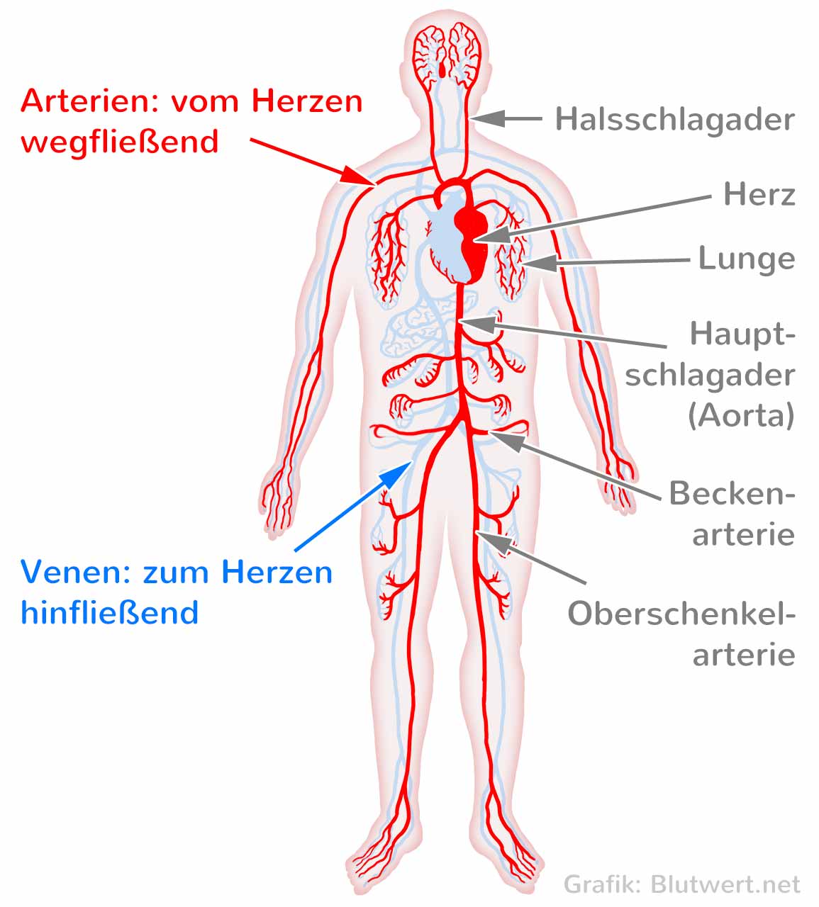 Blutgefäße: Adern, Arterien und Venen