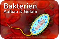 Bakterien