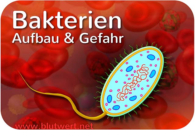 Bakterien - große Gefahr?