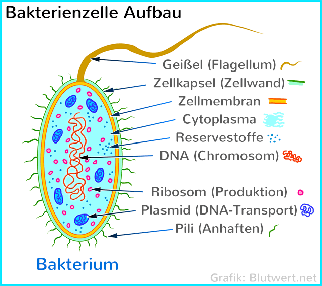 Aufbau einer Bakterienzelle