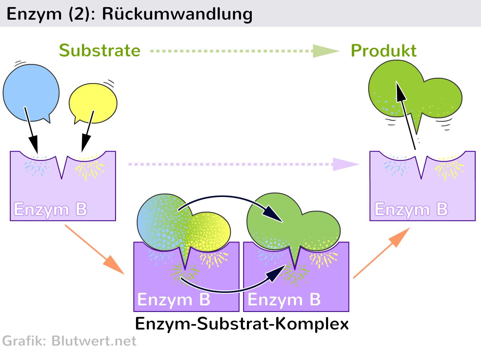 Enzyme Aufbau Und Funktion Einfach Erklärt