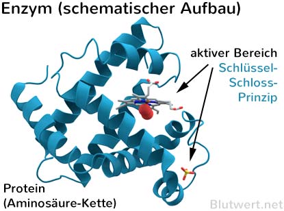 Enzym, schematischer Aufbau: komplexe räumliche Struktur